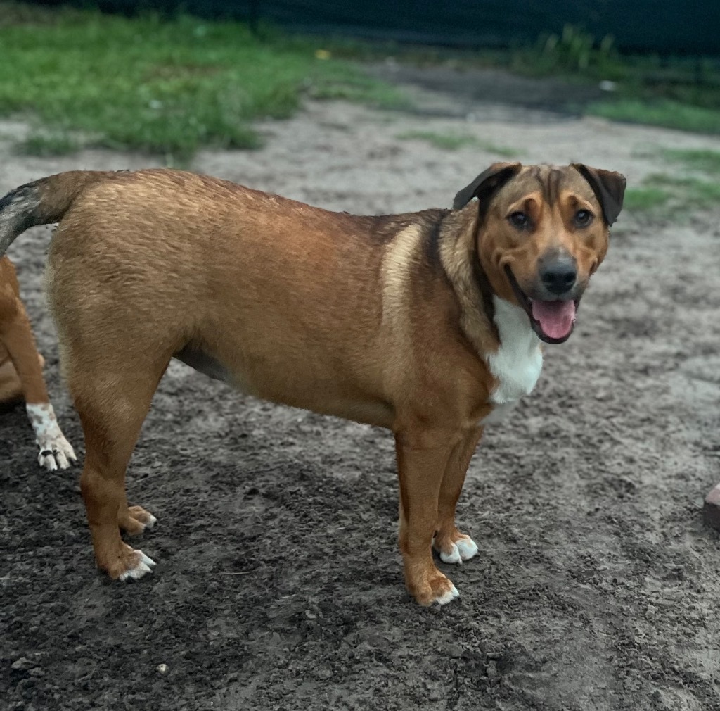 Halo, an adoptable Australian Shepherd in Waynesville, GA, 31566 | Photo Image 5