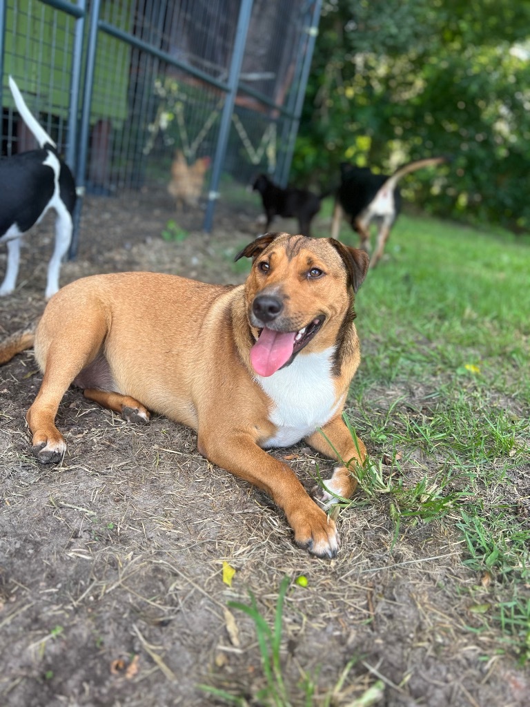 Halo, an adoptable Australian Shepherd in Waynesville, GA, 31566 | Photo Image 6