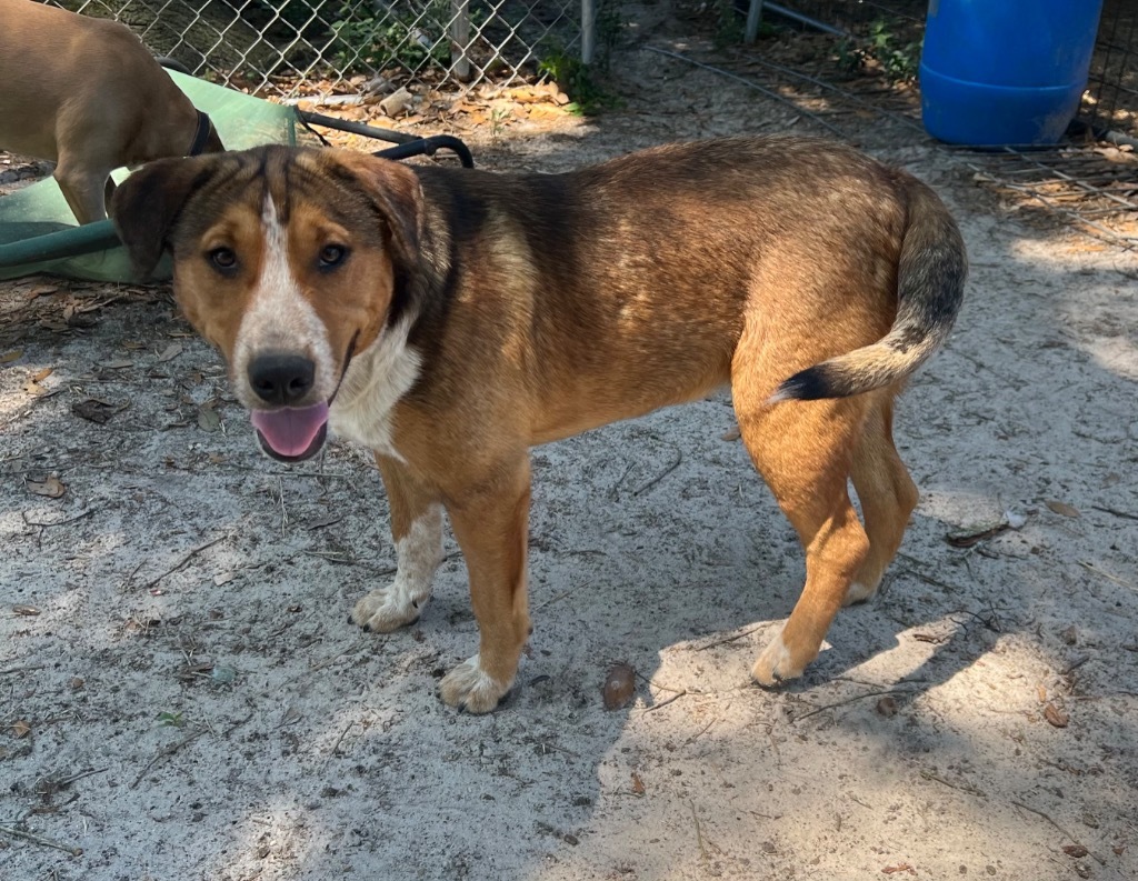 Freddy, an adoptable Australian Shepherd in Waynesville, GA, 31566 | Photo Image 1