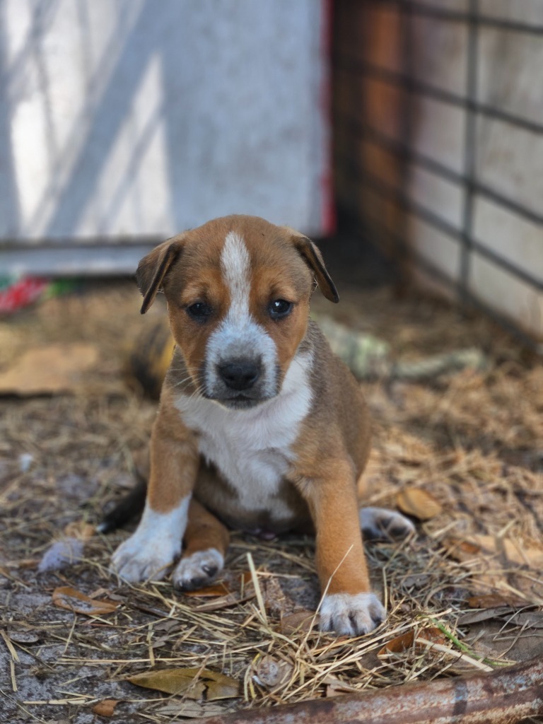 Freddy, an adoptable Australian Shepherd in Waynesville, GA, 31566 | Photo Image 3