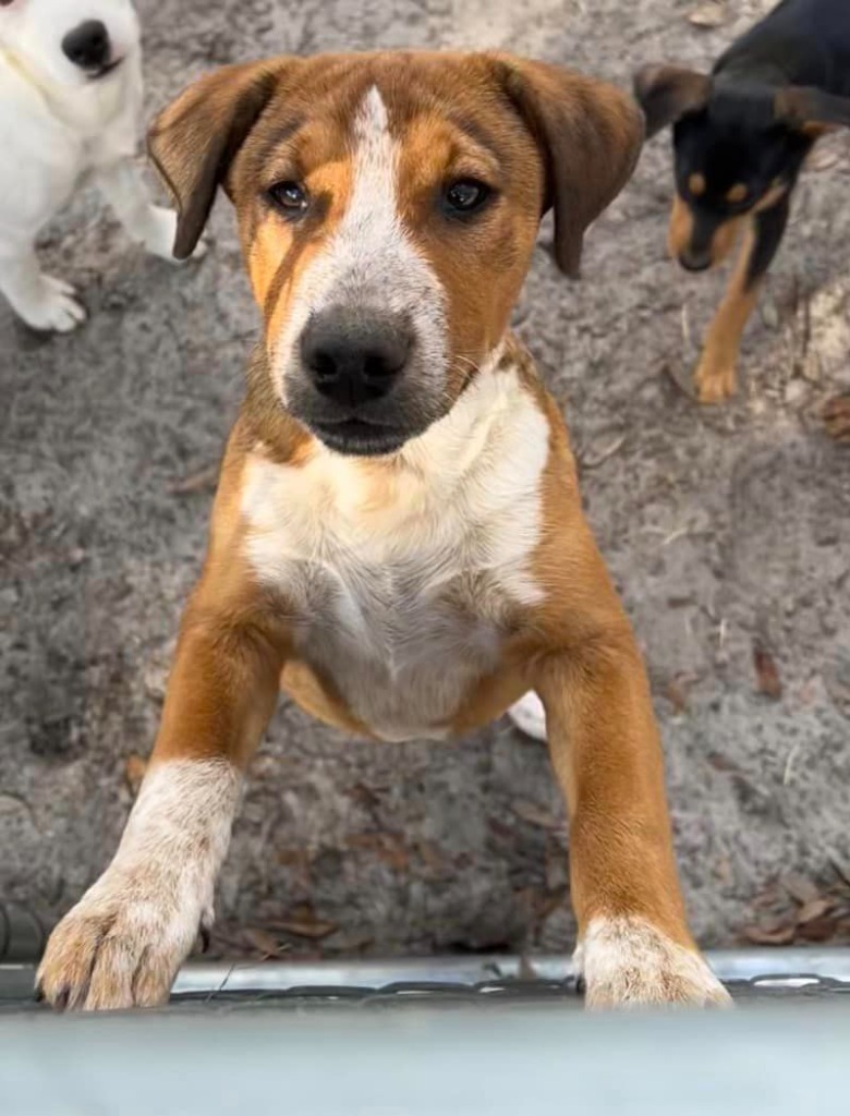 Freddy, an adoptable Australian Shepherd in Waynesville, GA, 31566 | Photo Image 5