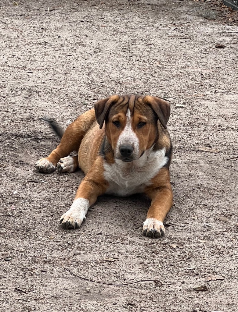 Freddy, an adoptable Australian Shepherd in Waynesville, GA, 31566 | Photo Image 6