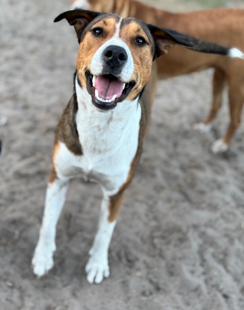 Kelly, an adoptable Australian Shepherd in Waynesville, GA, 31566 | Photo Image 1