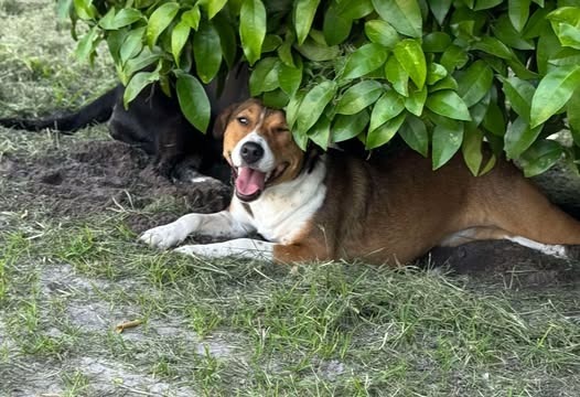 Kelly, an adoptable Australian Shepherd in Waynesville, GA, 31566 | Photo Image 1
