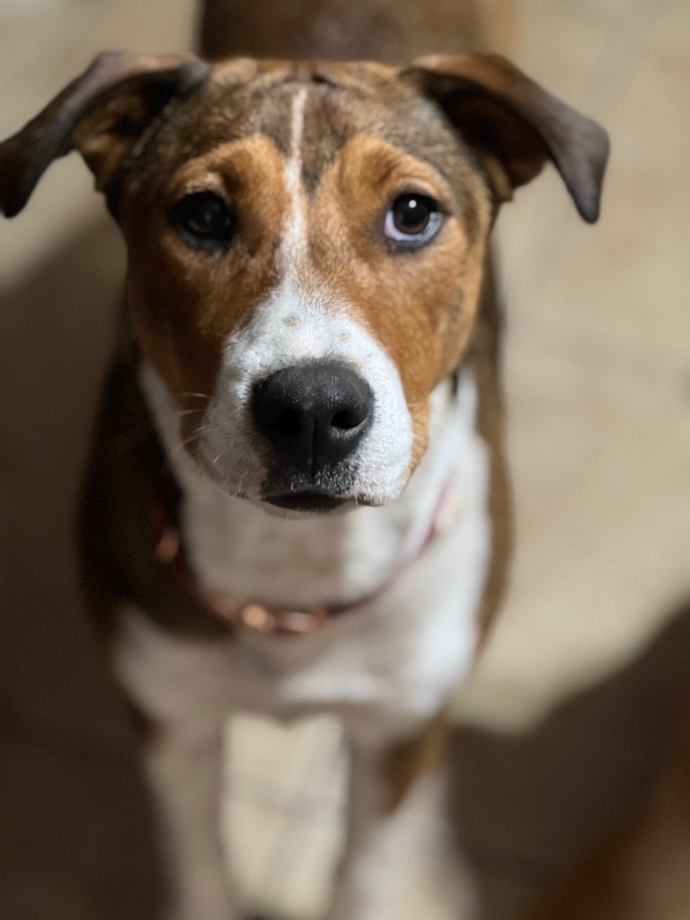 Kelly, an adoptable Australian Shepherd in Waynesville, GA, 31566 | Photo Image 3