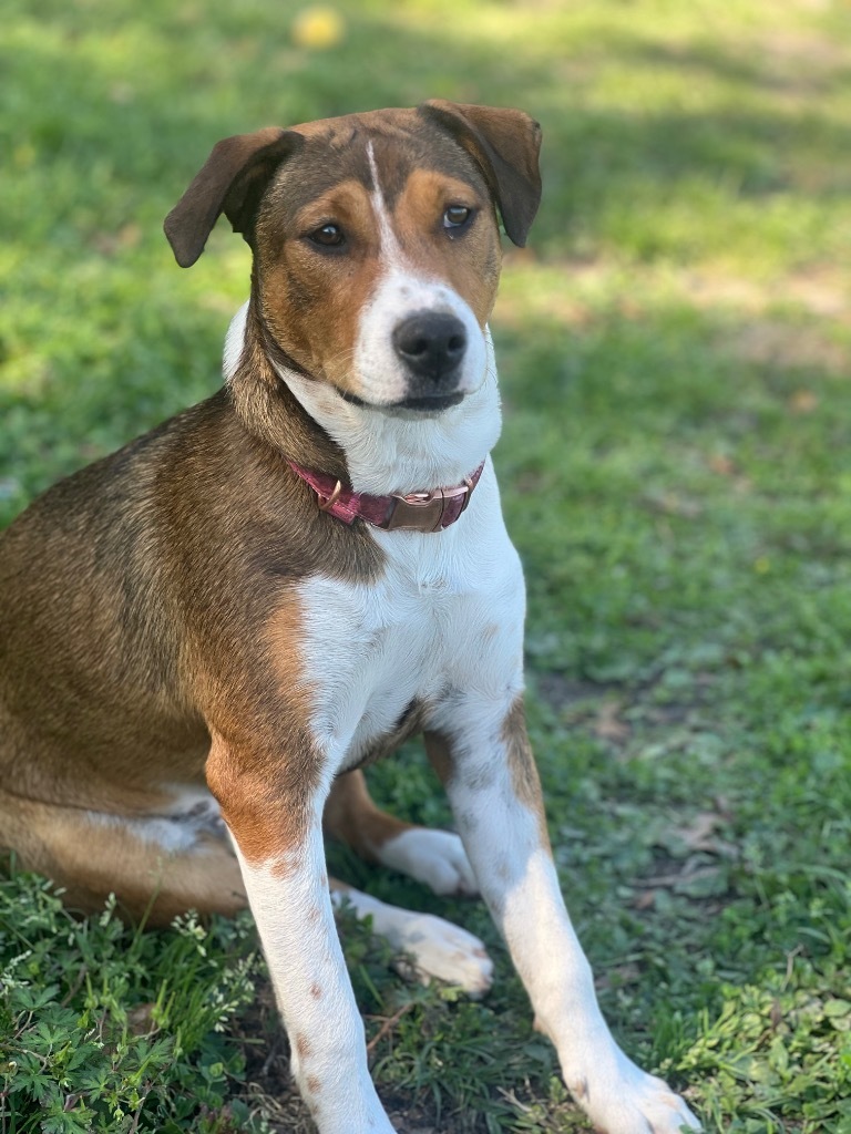 Kelly, an adoptable Australian Shepherd in Waynesville, GA, 31566 | Photo Image 4