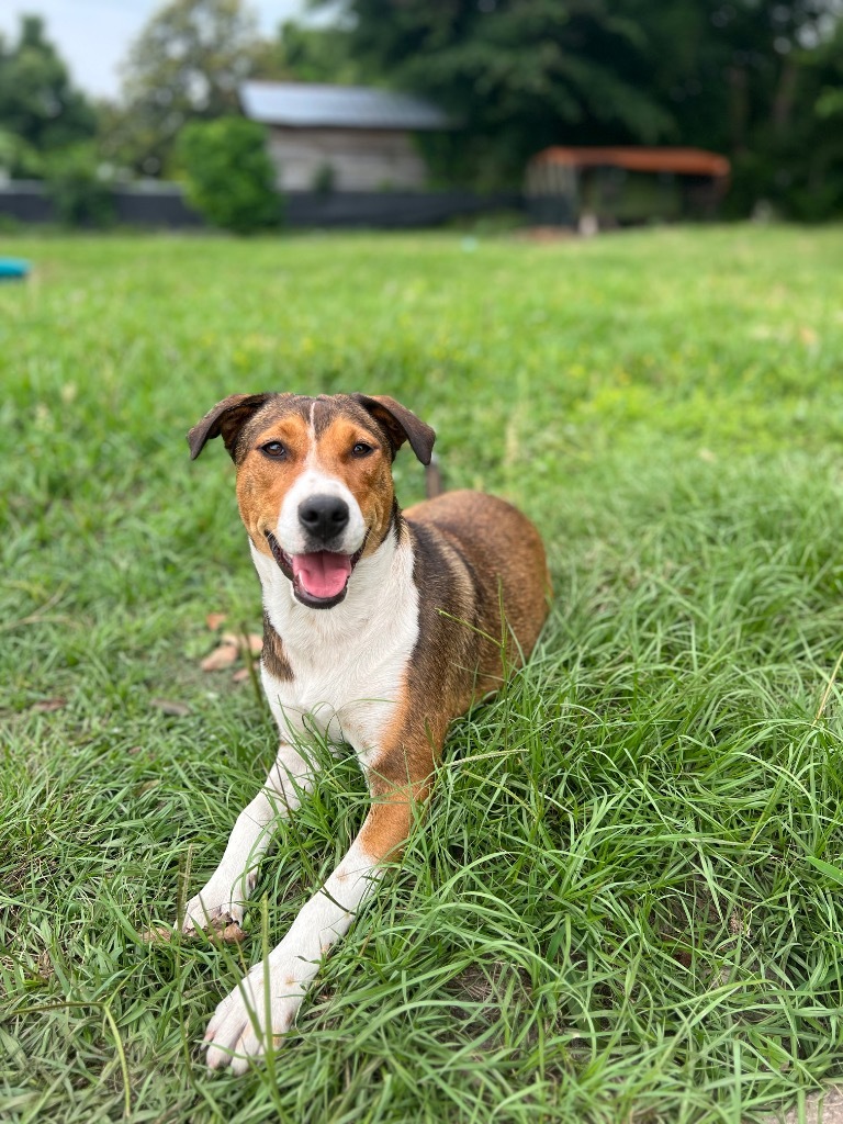 Kelly, an adoptable Australian Shepherd in Waynesville, GA, 31566 | Photo Image 5