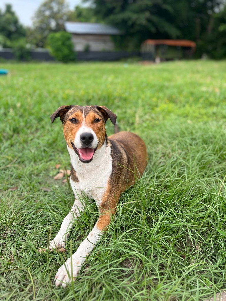 Kelly, an adoptable Australian Shepherd in Waynesville, GA, 31566 | Photo Image 5