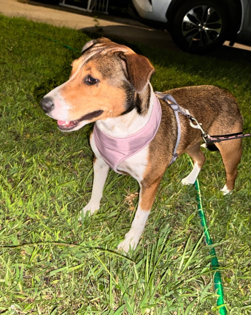 Kelly, an adoptable Australian Shepherd in Waynesville, GA, 31566 | Photo Image 6