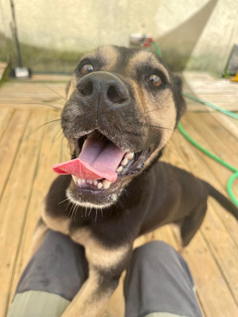 Angel, an adoptable Terrier, Labrador Retriever in St. Augustine, FL, 32084 | Photo Image 1