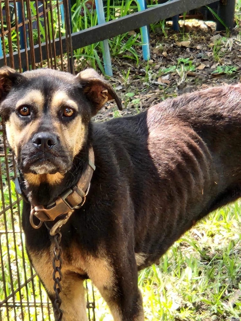 Angel, an adoptable Terrier, Labrador Retriever in St. Augustine, FL, 32084 | Photo Image 2