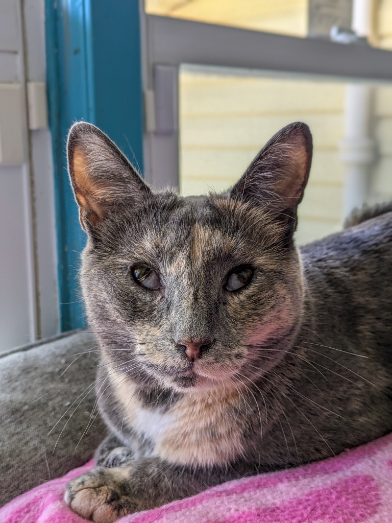 Talia, an adoptable Domestic Short Hair in Hampton, VA, 23663 | Photo Image 1