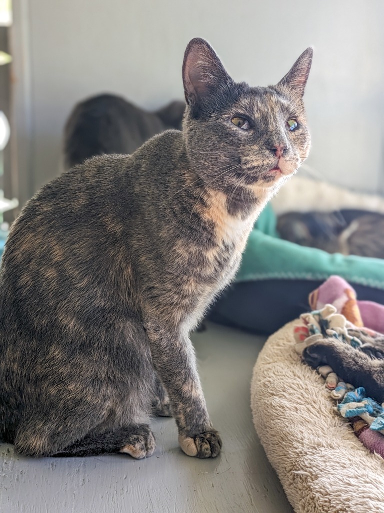 Talia, an adoptable Domestic Short Hair in Hampton, VA, 23663 | Photo Image 4