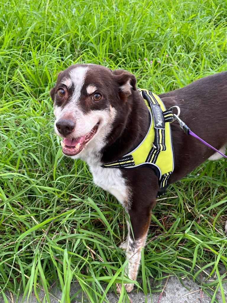 Eugene, an adoptable Australian Shepherd in Fulton, TX, 78358 | Photo Image 1