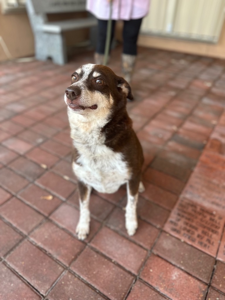 Eugene, an adoptable Australian Shepherd in Fulton, TX, 78358 | Photo Image 2