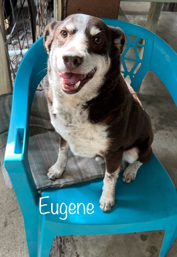 Eugene, an adoptable Australian Shepherd in Fulton, TX, 78358 | Photo Image 3