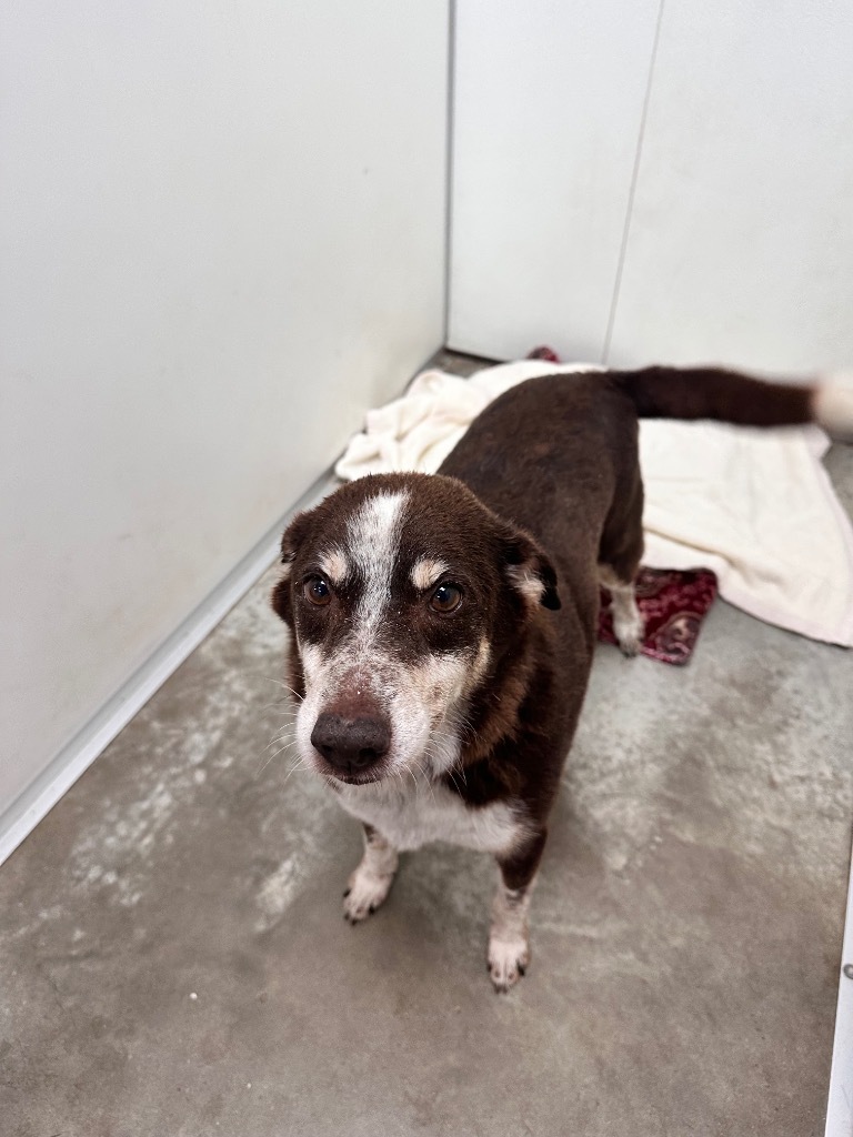 Eugene, an adoptable Australian Shepherd in Fulton, TX, 78358 | Photo Image 4