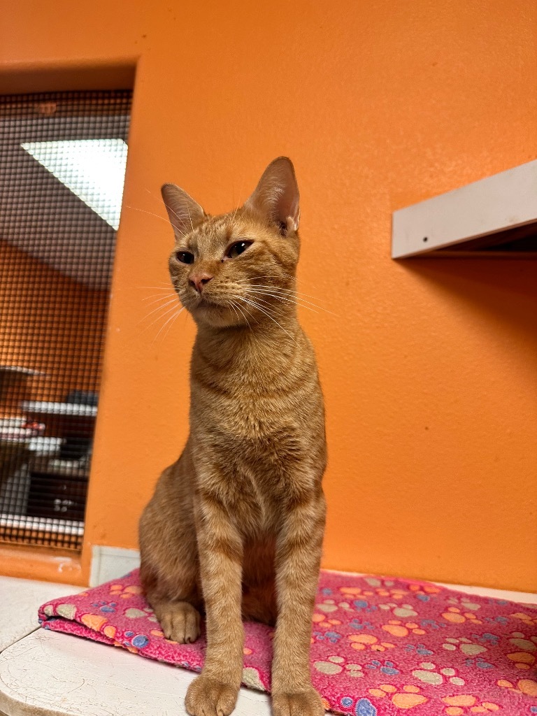 Habanero, an adoptable American Shorthair in Fulton, TX, 78358 | Photo Image 1