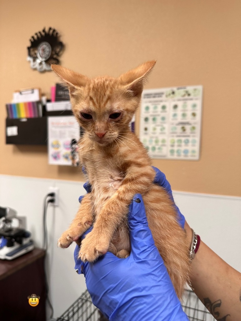 Habanero, an adoptable American Shorthair in Fulton, TX, 78358 | Photo Image 2