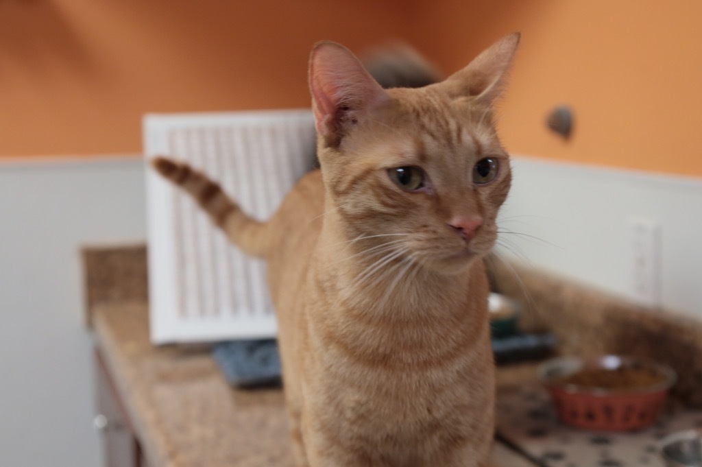 Habanero, an adoptable American Shorthair in Fulton, TX, 78358 | Photo Image 3