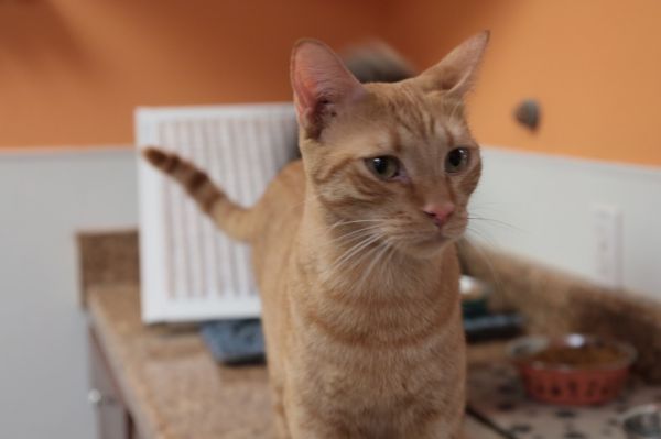 Habanero thumbnail 3