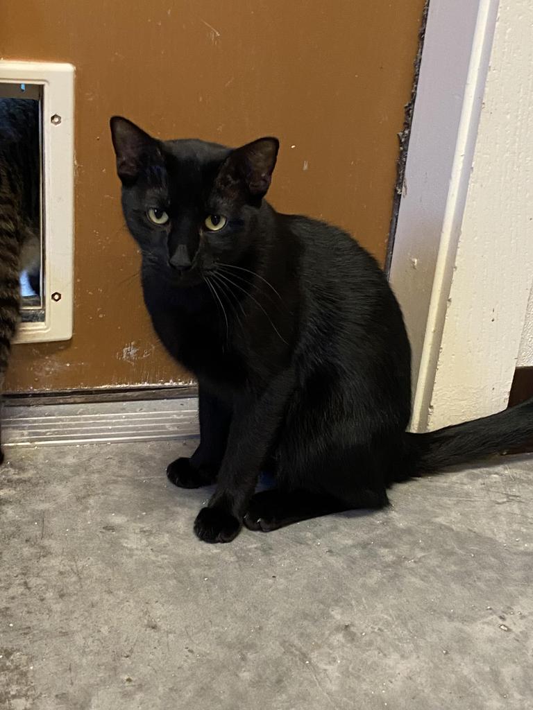 Dusk, an adoptable Domestic Short Hair in Fulton, TX, 78358 | Photo Image 1
