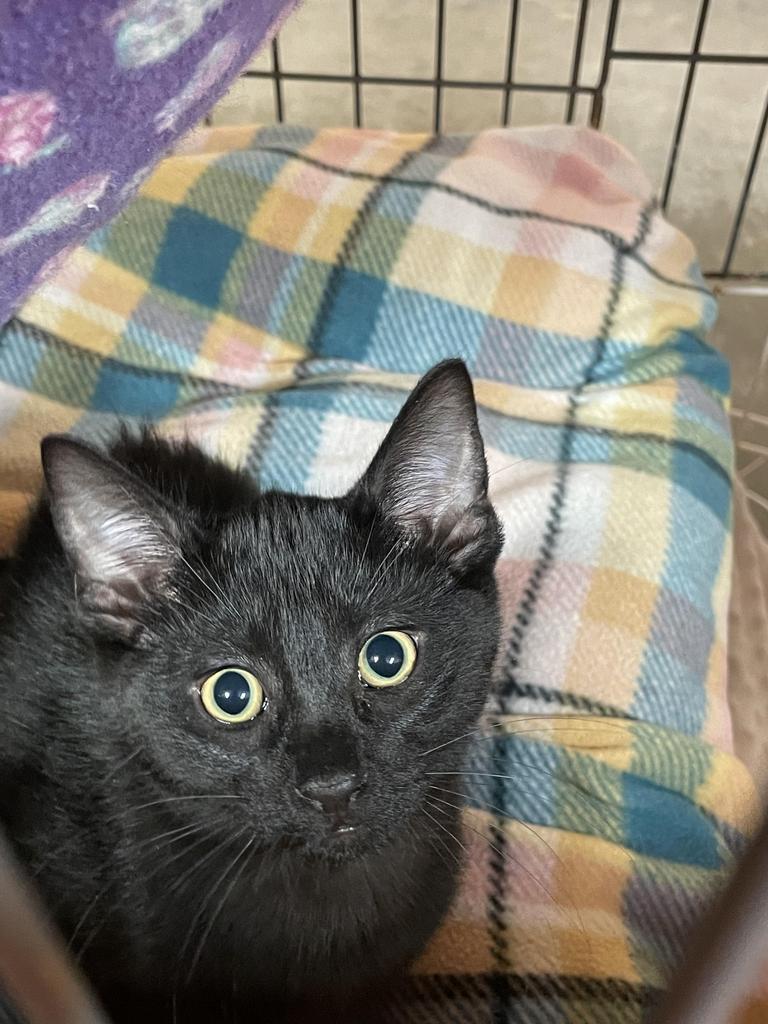 Dusk, an adoptable Domestic Short Hair in Fulton, TX, 78358 | Photo Image 2