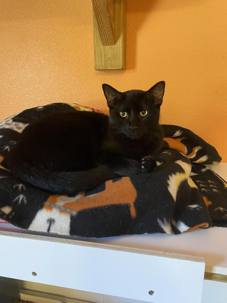 Dusk, an adoptable Domestic Short Hair in Fulton, TX, 78358 | Photo Image 3