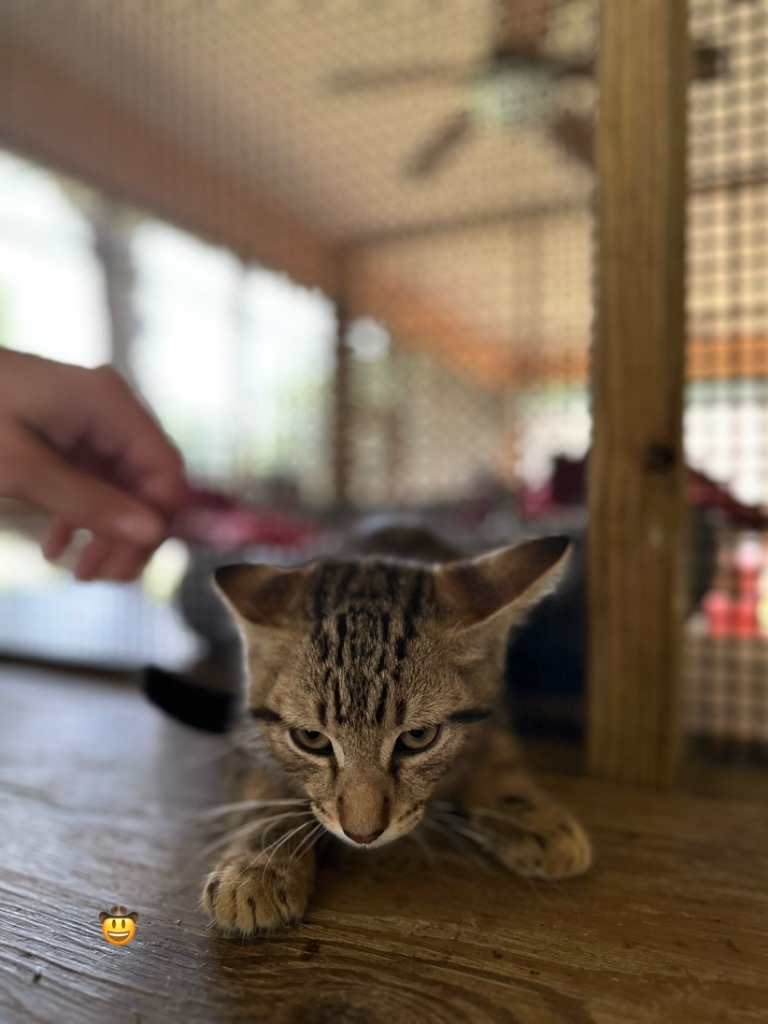 Rafeal, an adoptable American Shorthair in Fulton, TX, 78358 | Photo Image 1