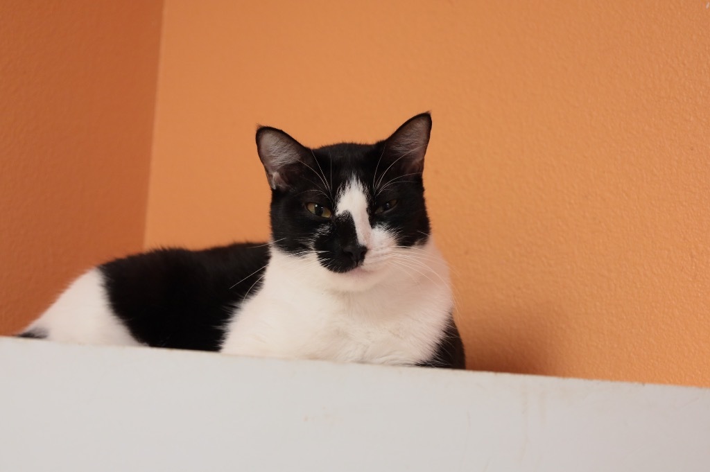 Mew, an adoptable American Shorthair in Fulton, TX, 78358 | Photo Image 1