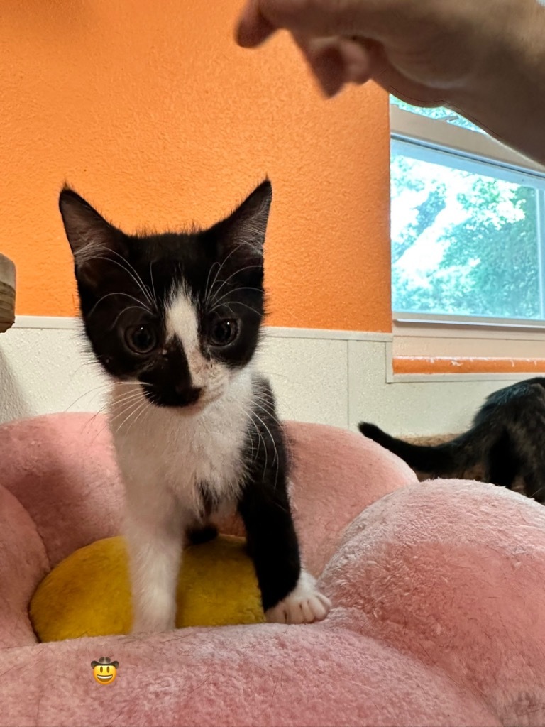 Mew, an adoptable American Shorthair in Fulton, TX, 78358 | Photo Image 2