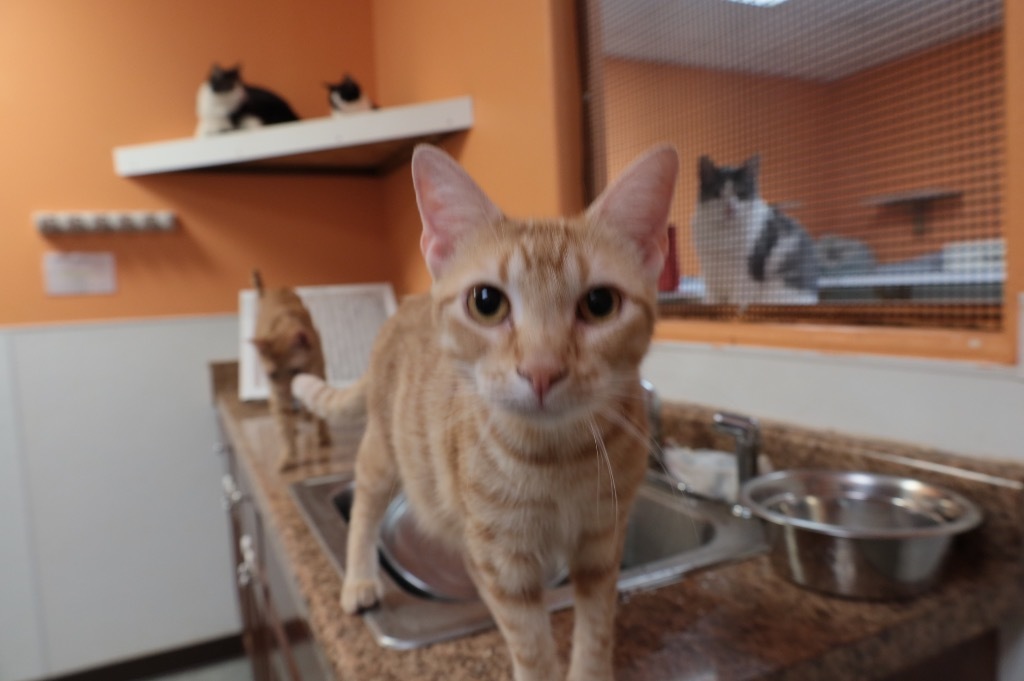 Sunshine, an adoptable Siamese in Fulton, TX, 78358 | Photo Image 1