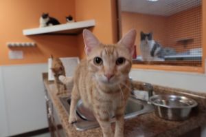 Sunshine, Adult Female Siamese