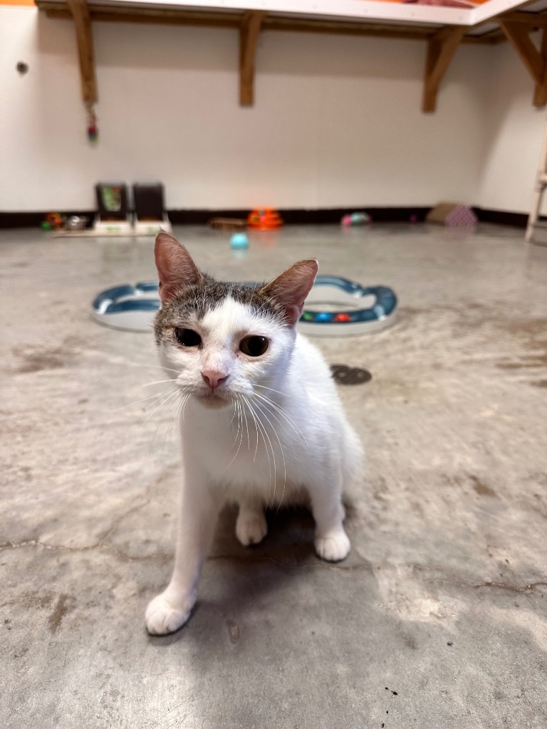 Mama Cassie, an adoptable American Shorthair in Fulton, TX, 78358 | Photo Image 1