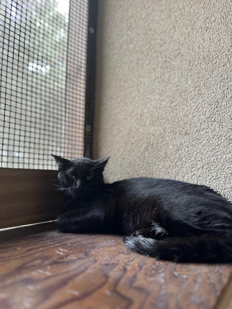 Johnny Bravo, an adoptable American Shorthair in Fulton, TX, 78358 | Photo Image 1