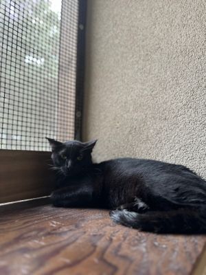 Johnny Bravo, Adult Male American Shorthair