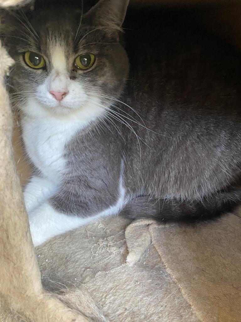 Missy, an adoptable American Shorthair in Fulton, TX, 78358 | Photo Image 3
