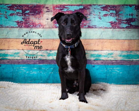 Target, an adoptable Labrador Retriever, Pit Bull Terrier in Salt Lake City, UT, 84117 | Photo Image 1