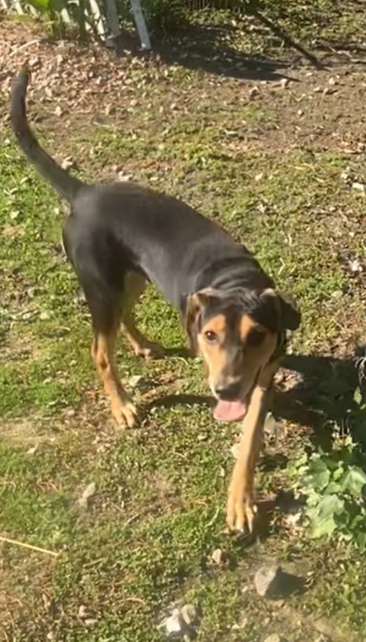 Anniebelle Lee, an adoptable Hound, Shepherd in Holly Springs, NC, 27540 | Photo Image 3