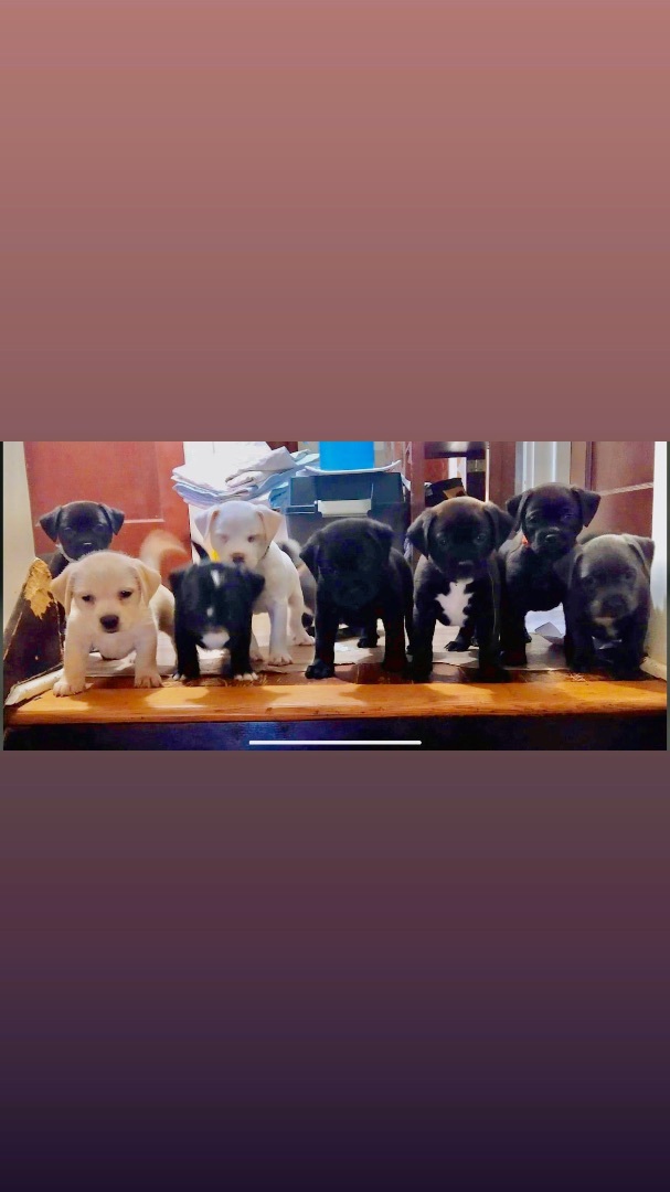 VI’s Litter, an adopted Mixed Breed in Rochester, NY_image-1