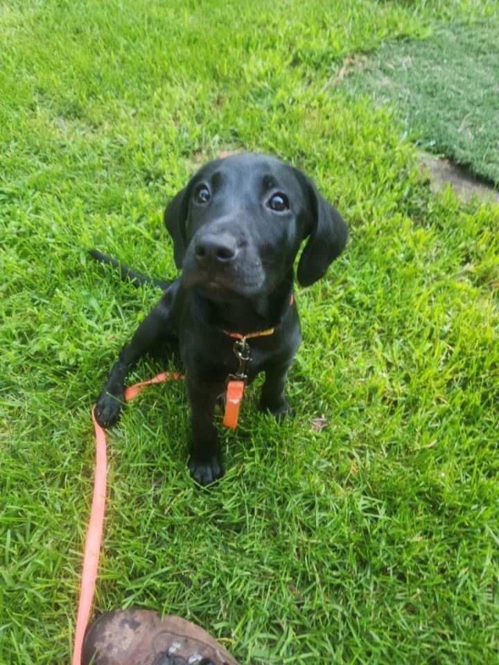 Dog For Adoption - Lab Mix Puppies, A Black Labrador Retriever In Jackson ,  Nj | Petfinder
