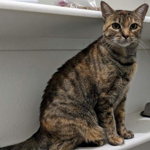 Ezri, an adoptable Domestic Short Hair in Lantana, TX, 76226 | Photo Image 1