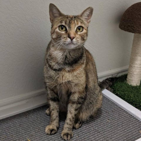 Ezri, an adoptable Domestic Short Hair in Lantana, TX, 76226 | Photo Image 3