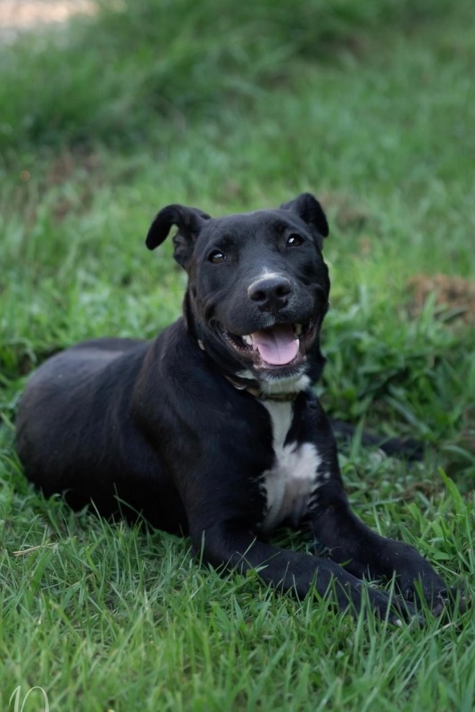 Precious, an adoptable Mixed Breed in Saint Francisville, LA, 70775 | Photo Image 1