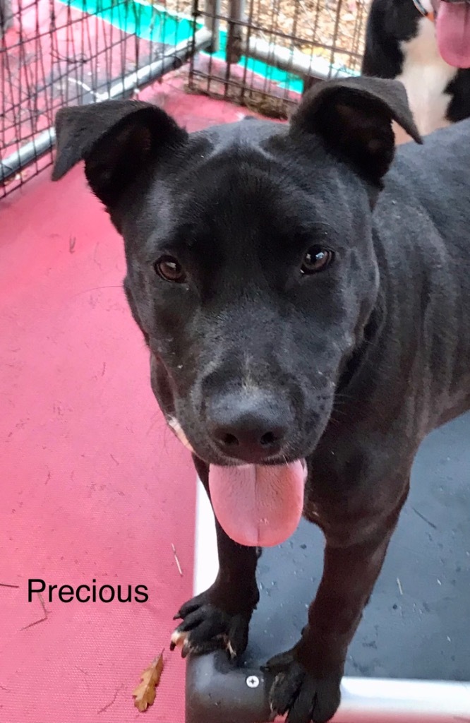 Precious, an adoptable Mixed Breed in Saint Francisville, LA, 70775 | Photo Image 4