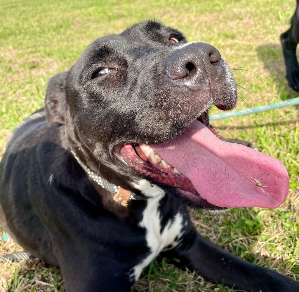 Precious, an adoptable Mixed Breed in Saint Francisville, LA, 70775 | Photo Image 5