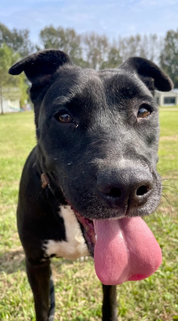 Precious, an adoptable Mixed Breed in Saint Francisville, LA, 70775 | Photo Image 6