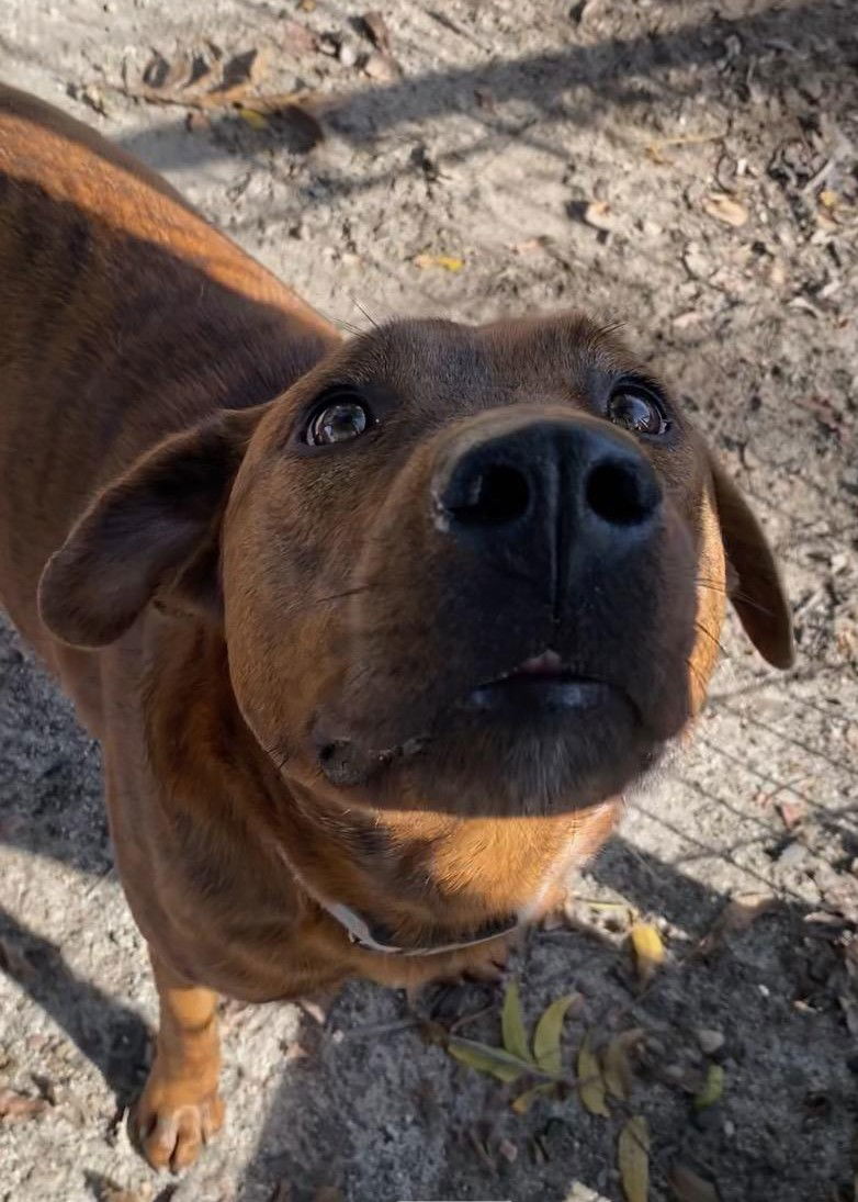 Tommy, an adoptable Hound in Holly Springs, NC, 27540 | Photo Image 3