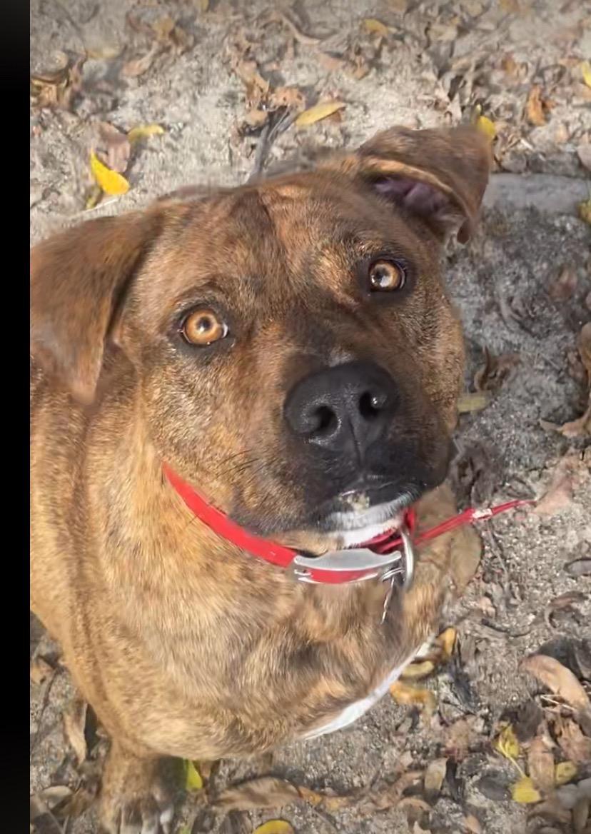 Timmy, an adoptable Hound in Holly Springs, NC, 27540 | Photo Image 1