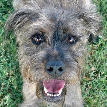 Border terrier sale schnauzer mix